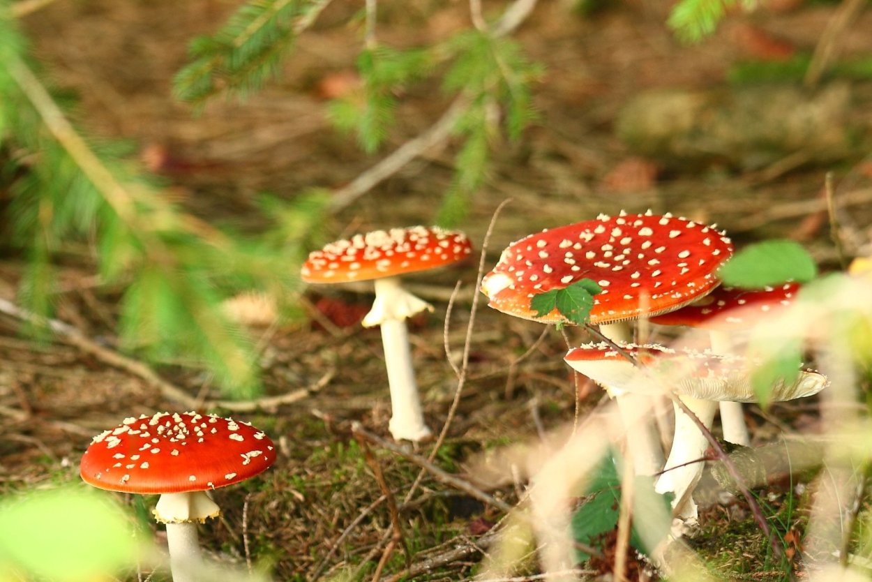 Грибы Аманита Мускария