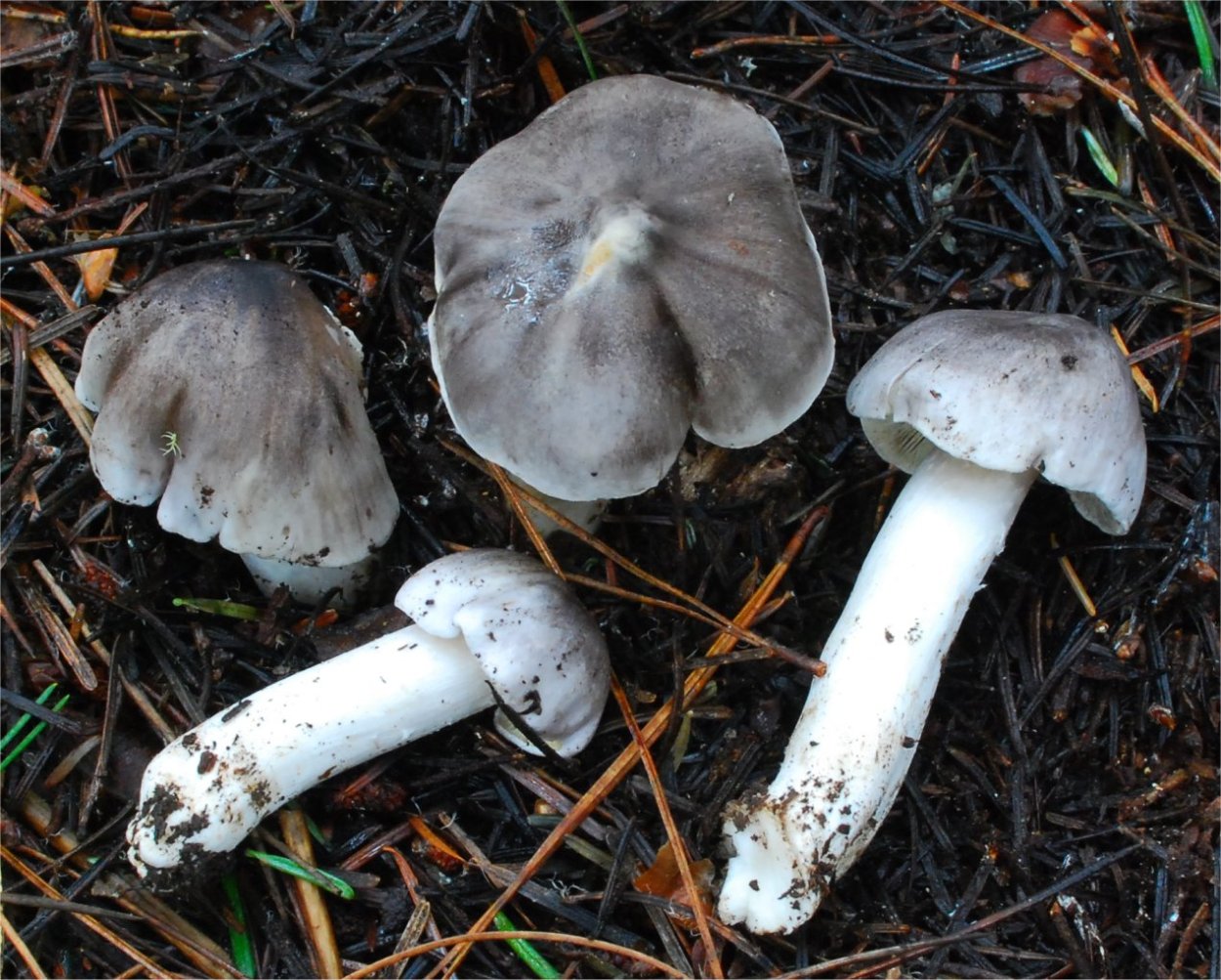 Рядовка заостренная Tricholoma virgatum.