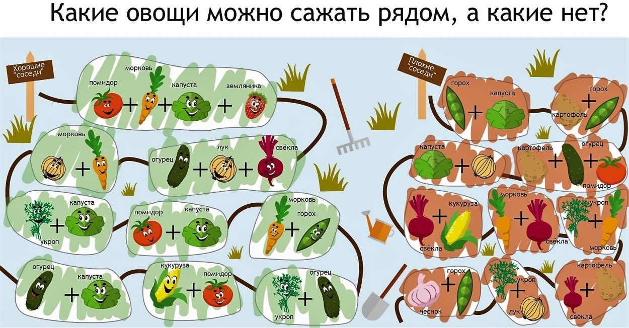 Совместная посадка овощей на одной грядке таблица