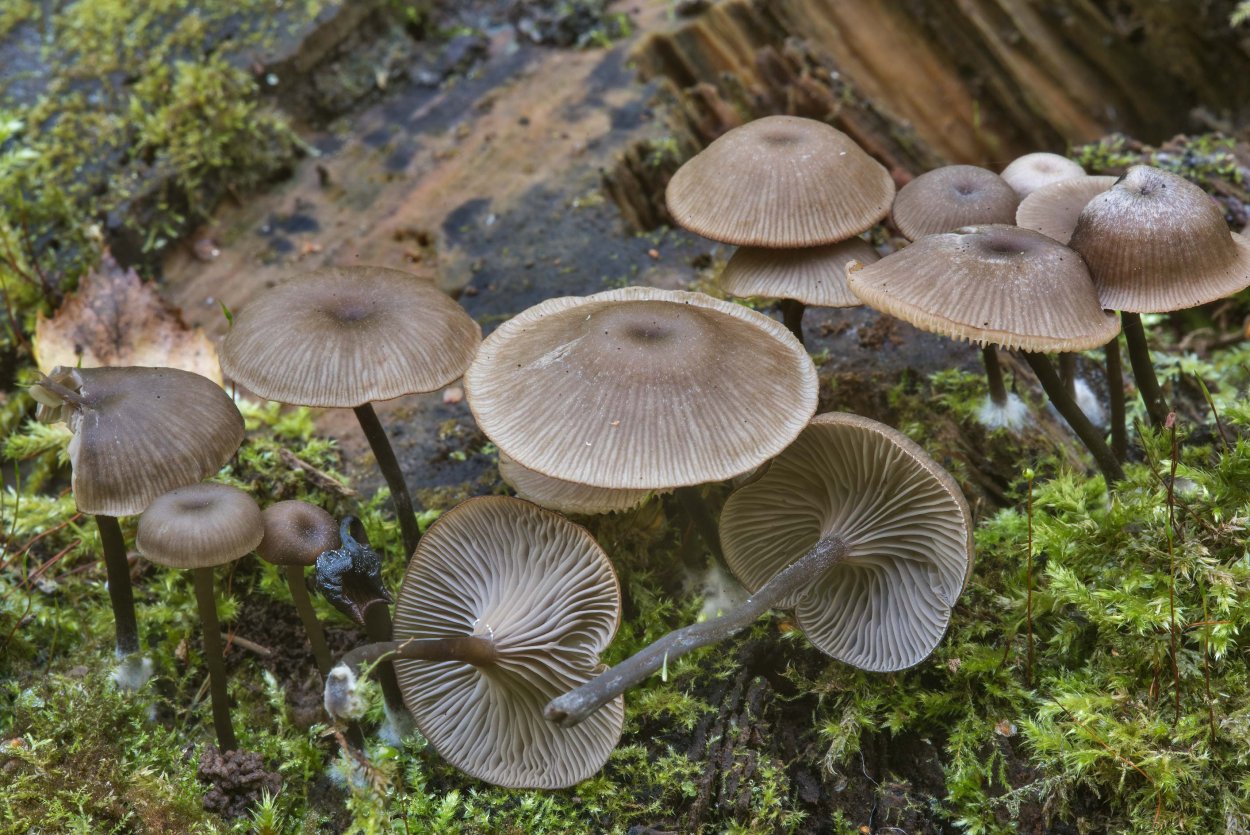 Omphalina epichysium