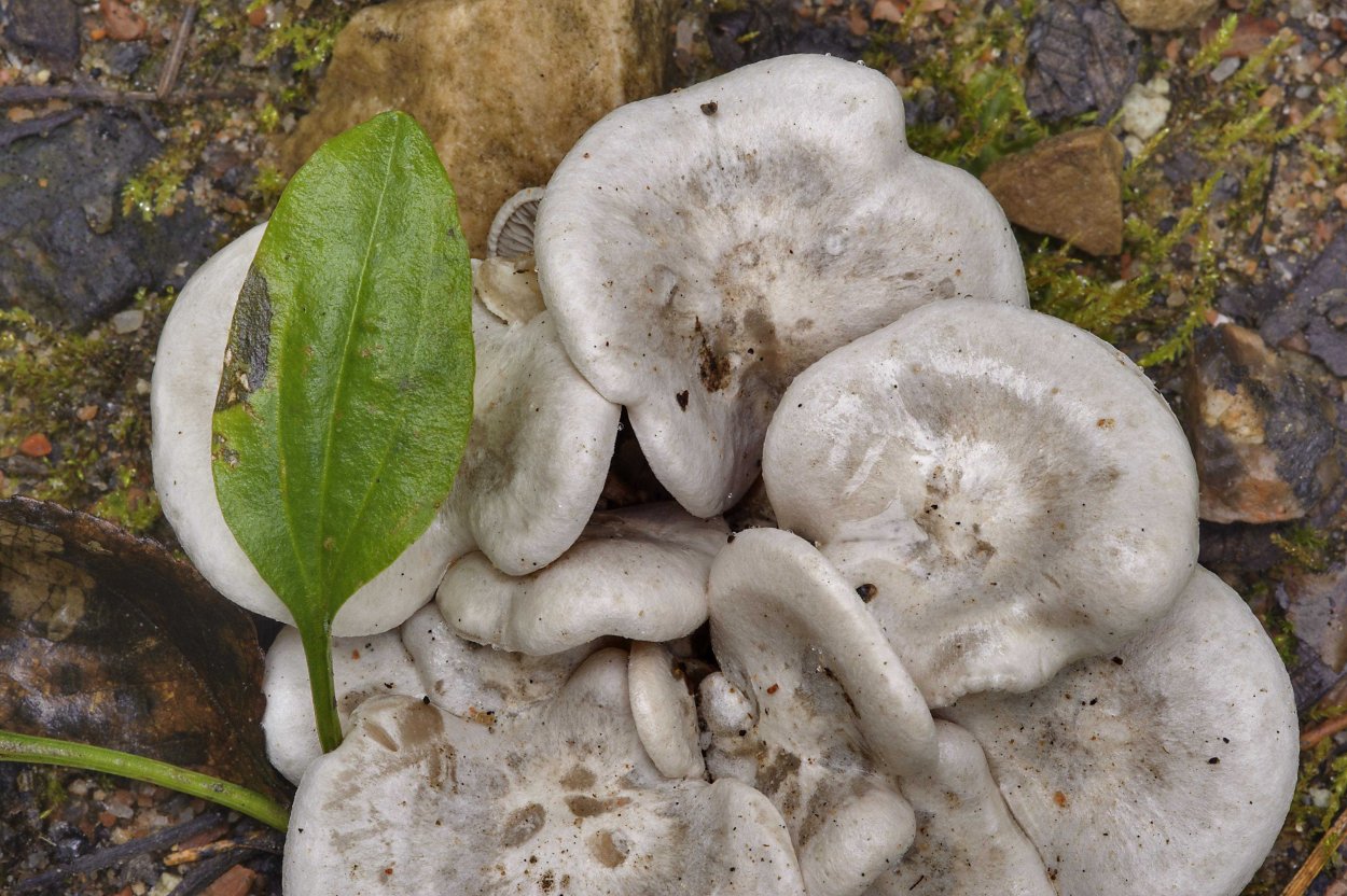 Рядовка сросшаяся Lyophyllum connatum