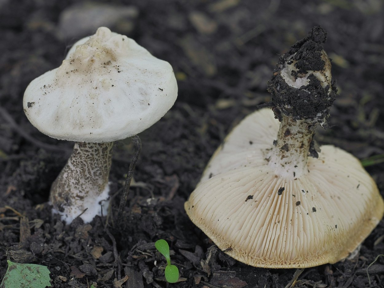 Меланолеука бородавчатоножковая