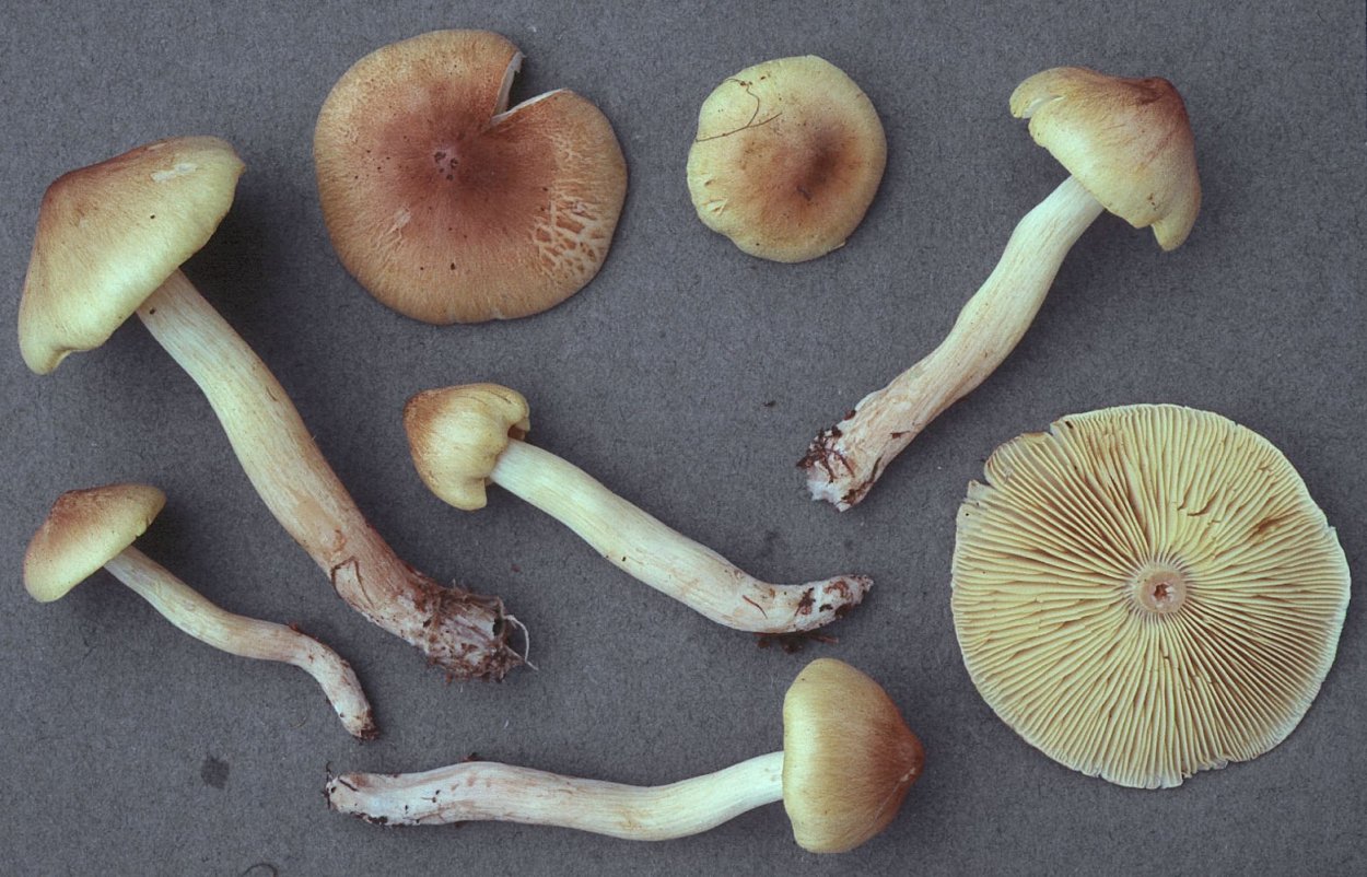 Рядовка Еловая Tricholoma aestuans