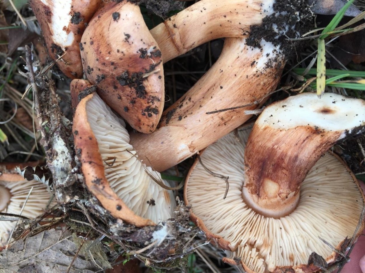 Грибные Поляны грузди