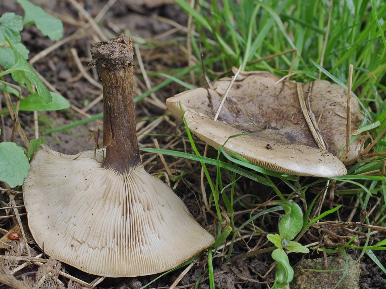 Грибы пластинчатые говорушка серая