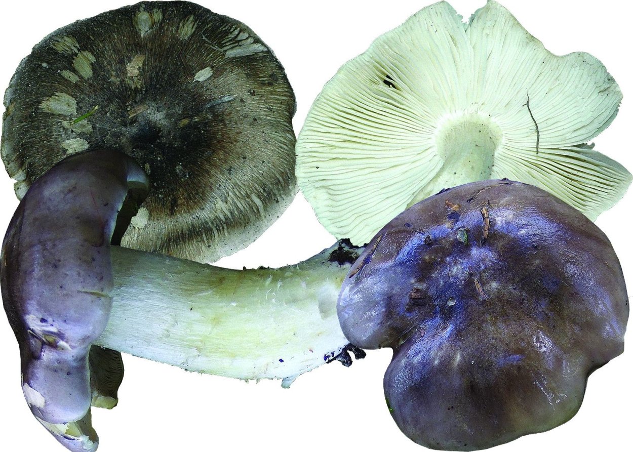 Рядовка Агариковые