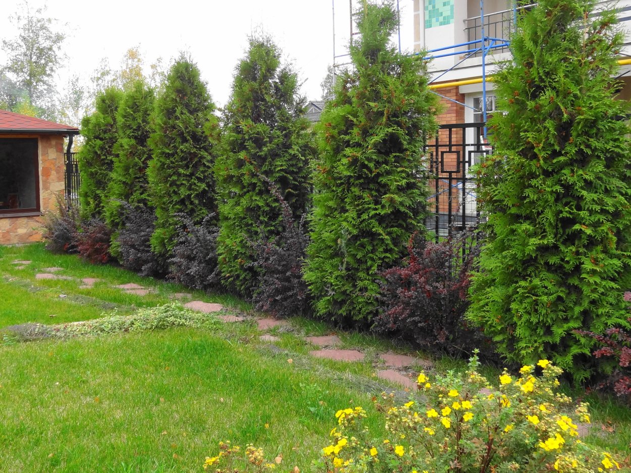 Ель Сибирская в ландшафте