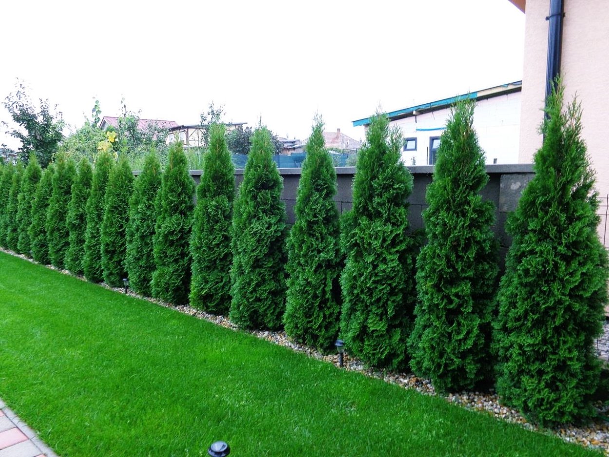 Picea omorika ель Сербская участок
