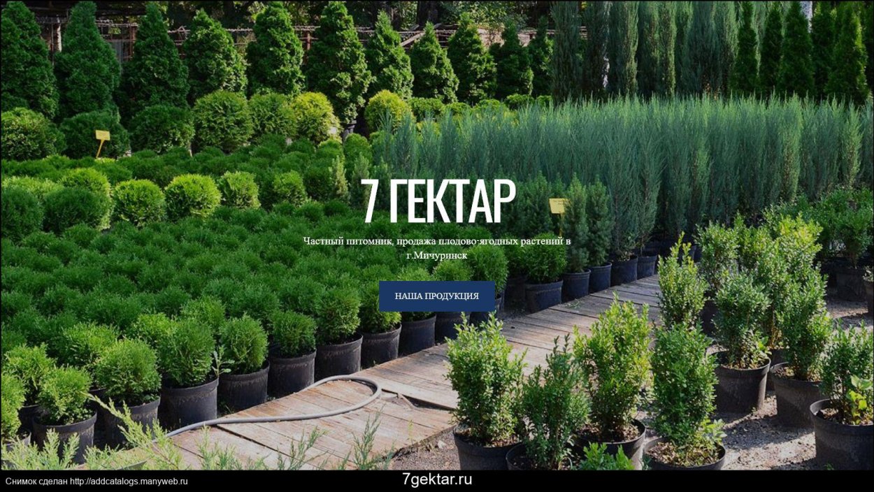 Пихта Abies Koreana