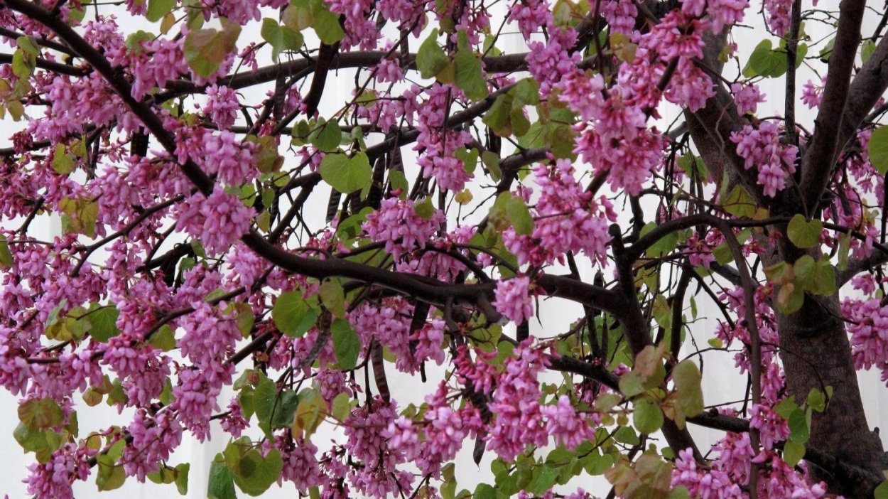 Cercis siliquastrum в горшке