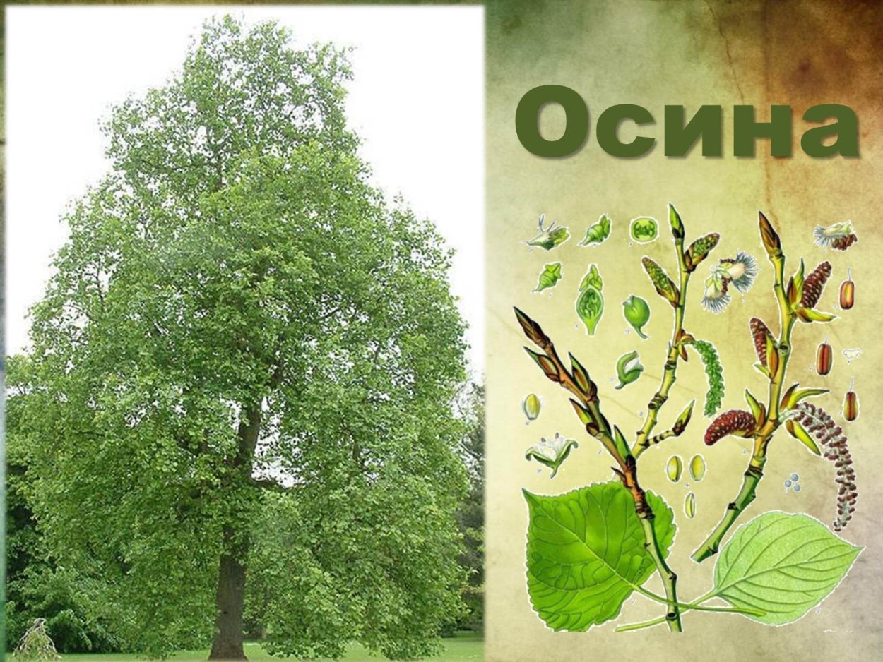 Северная береза рубцов