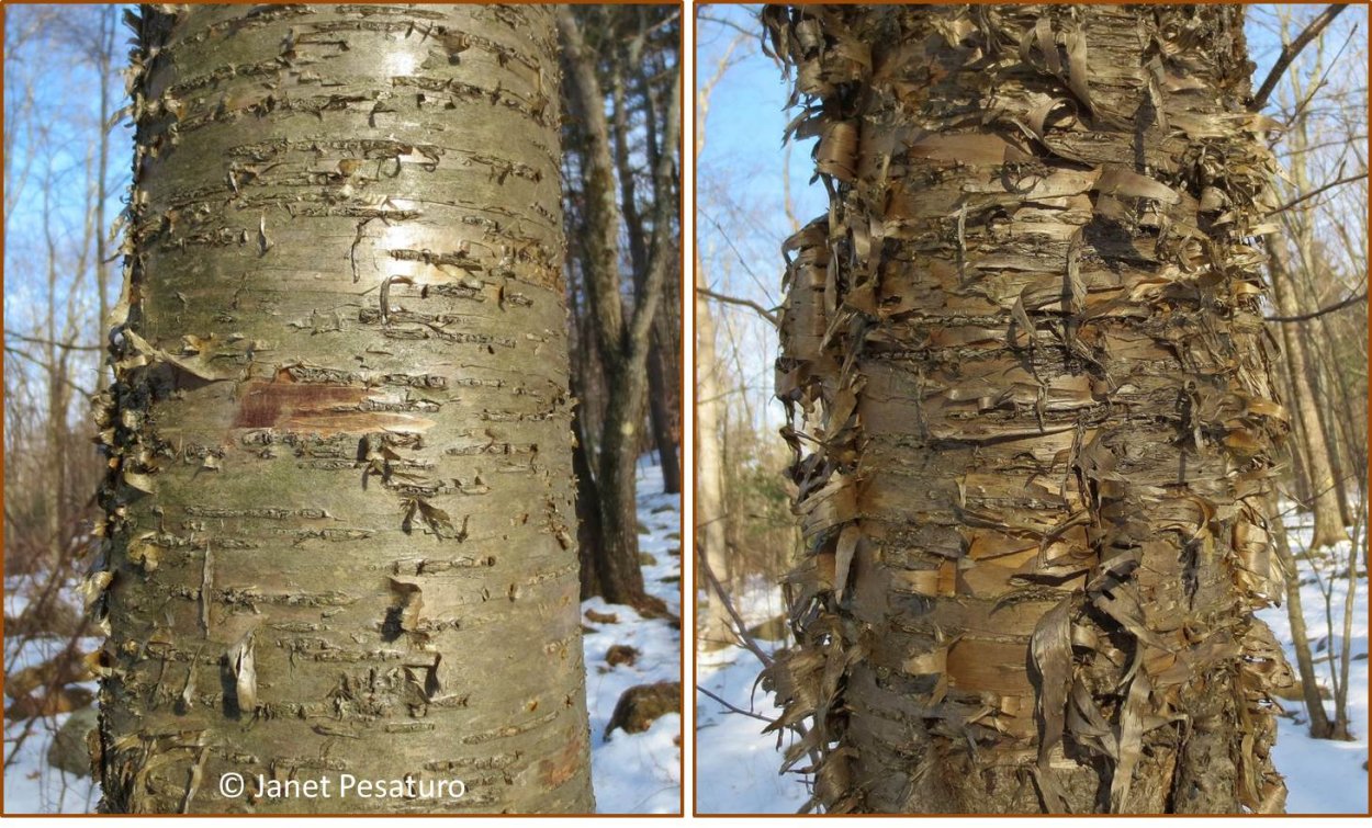 Cercis canadensis листья