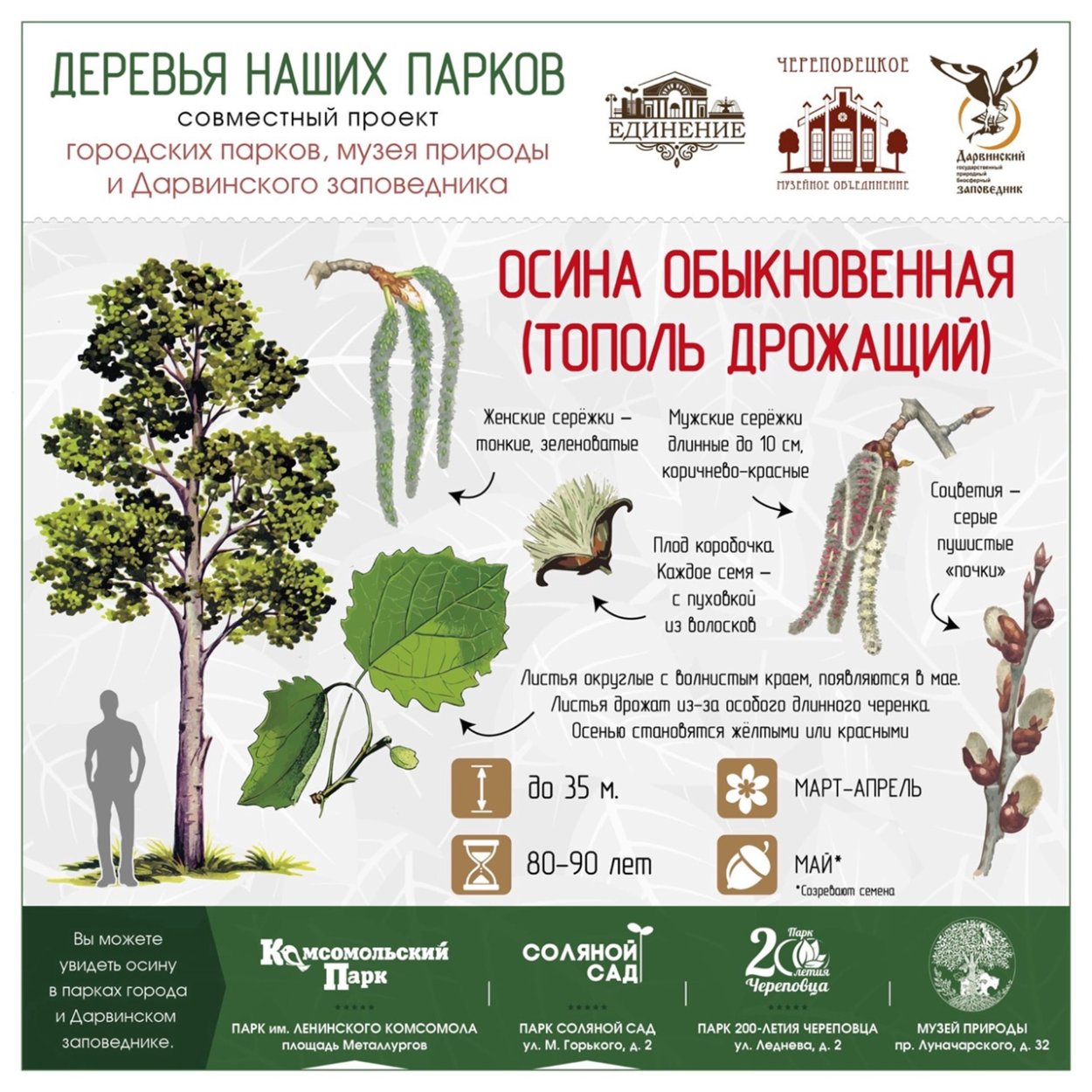 Осина обыкновенная