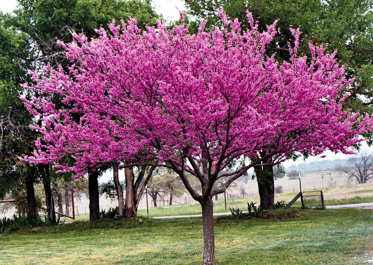 Judaszowiec канадский Cercis canadensis