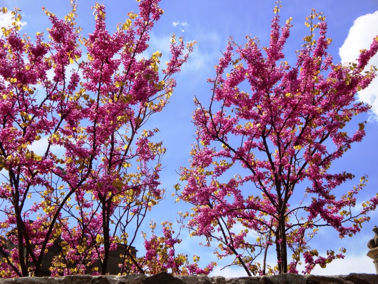 Осина (Populus tremula)