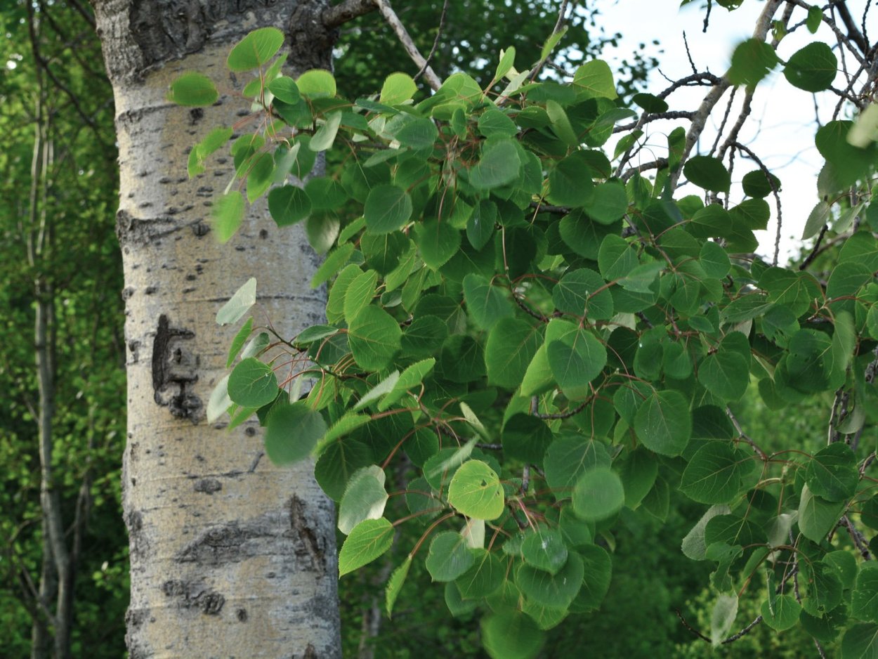 Quaking Aspen