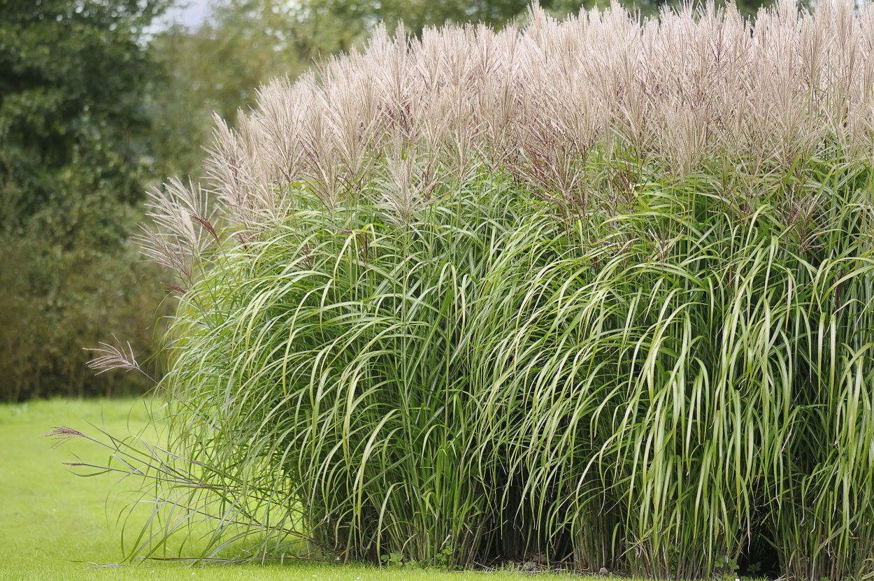 Мискантус китайский sinensis