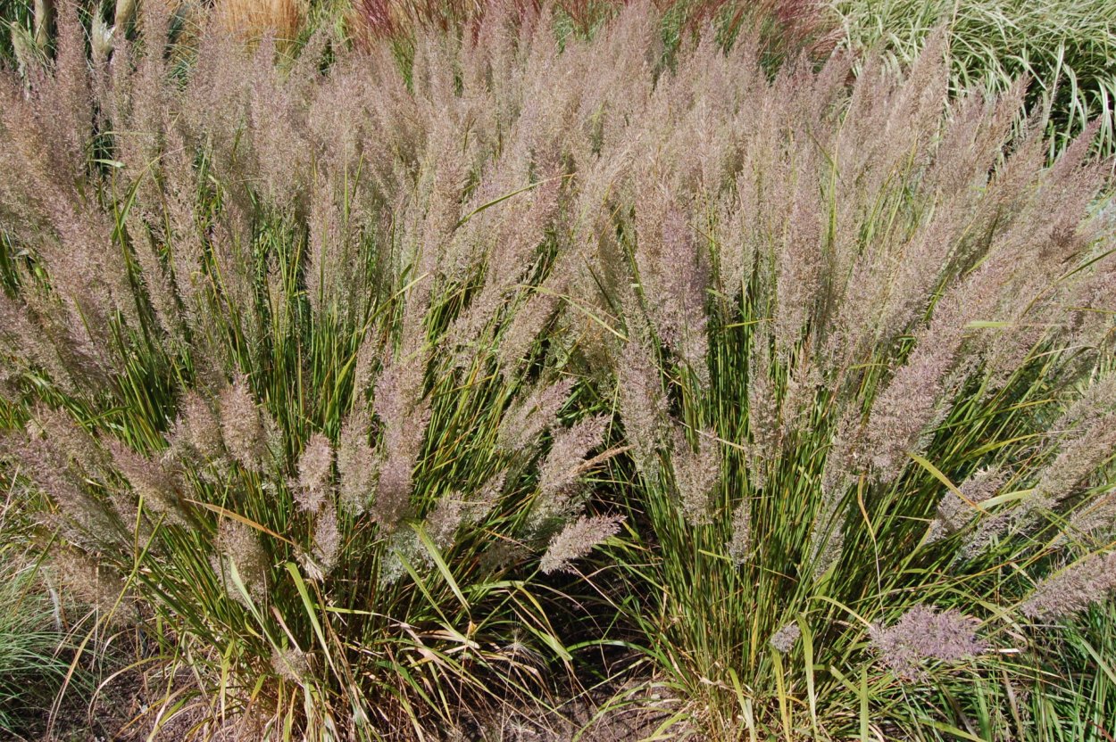 Вейник тростниковидный Calamagrostis arundinacea