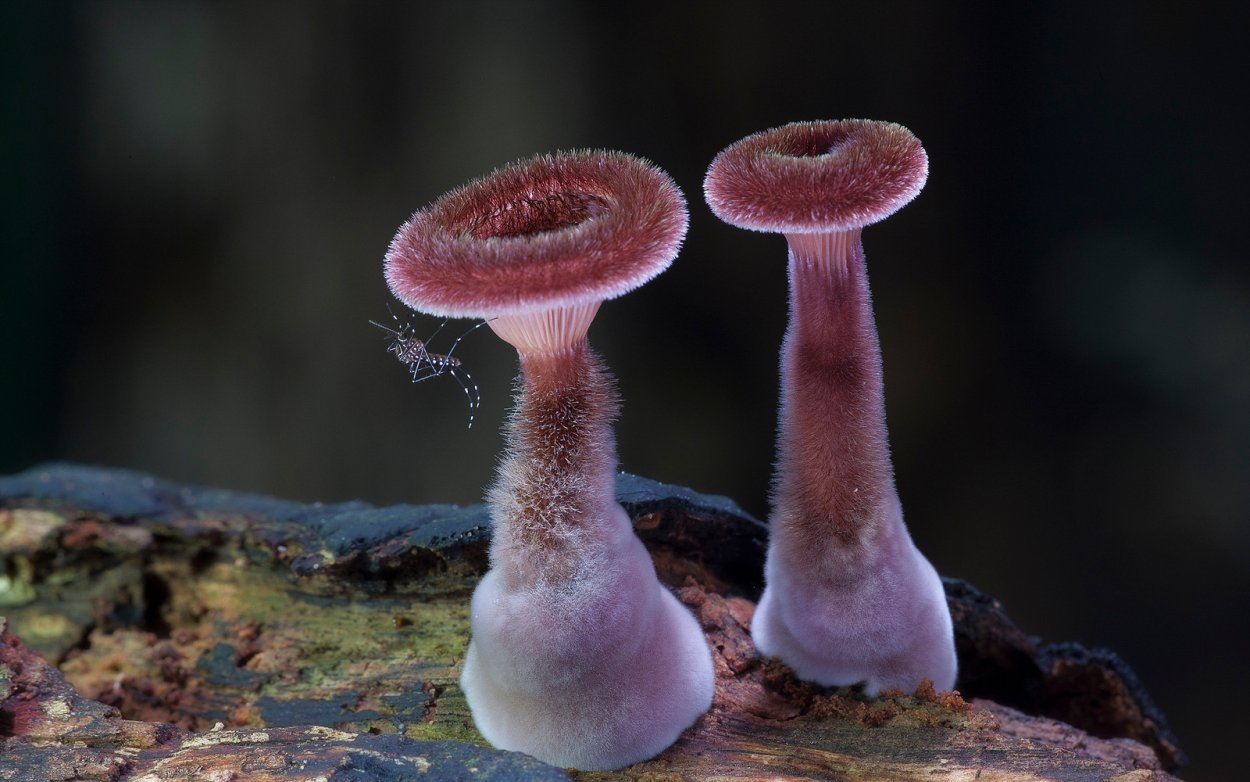 Podoserpula Miranda