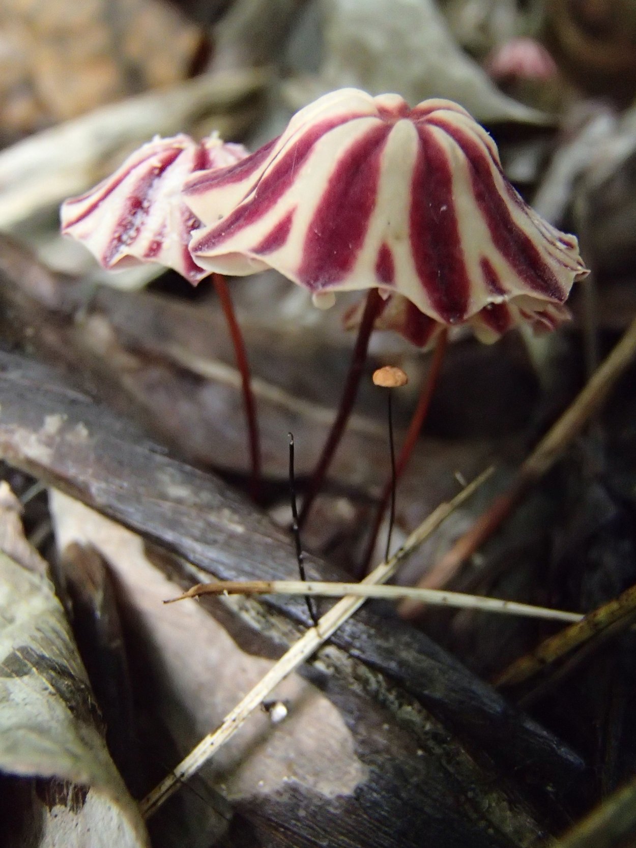 Funguary