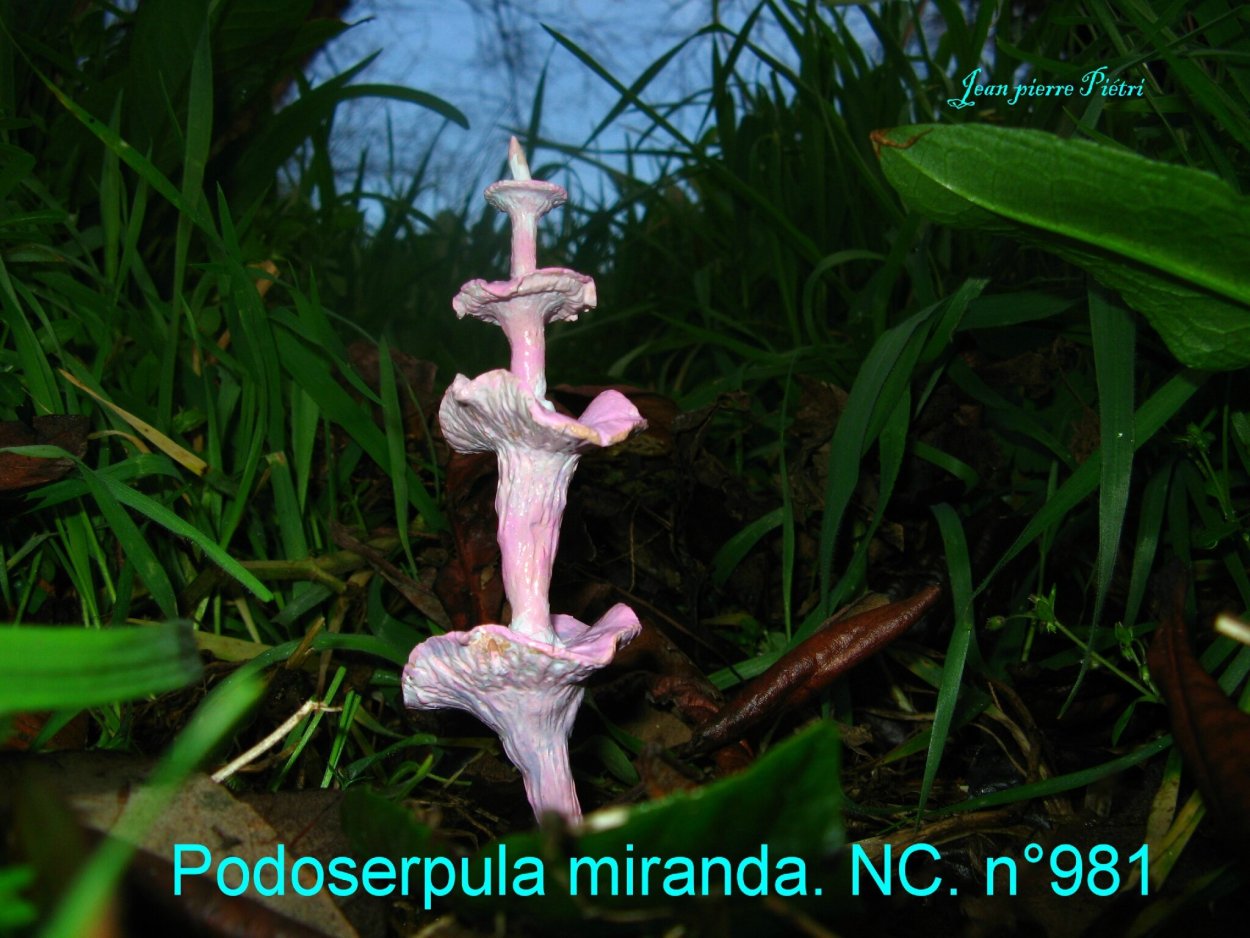 Гриб Podoserpula Miranda
