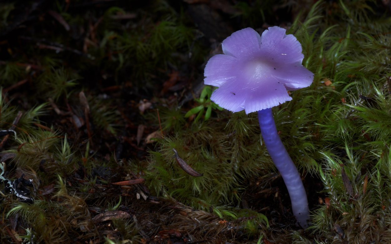 Гриб Mycena