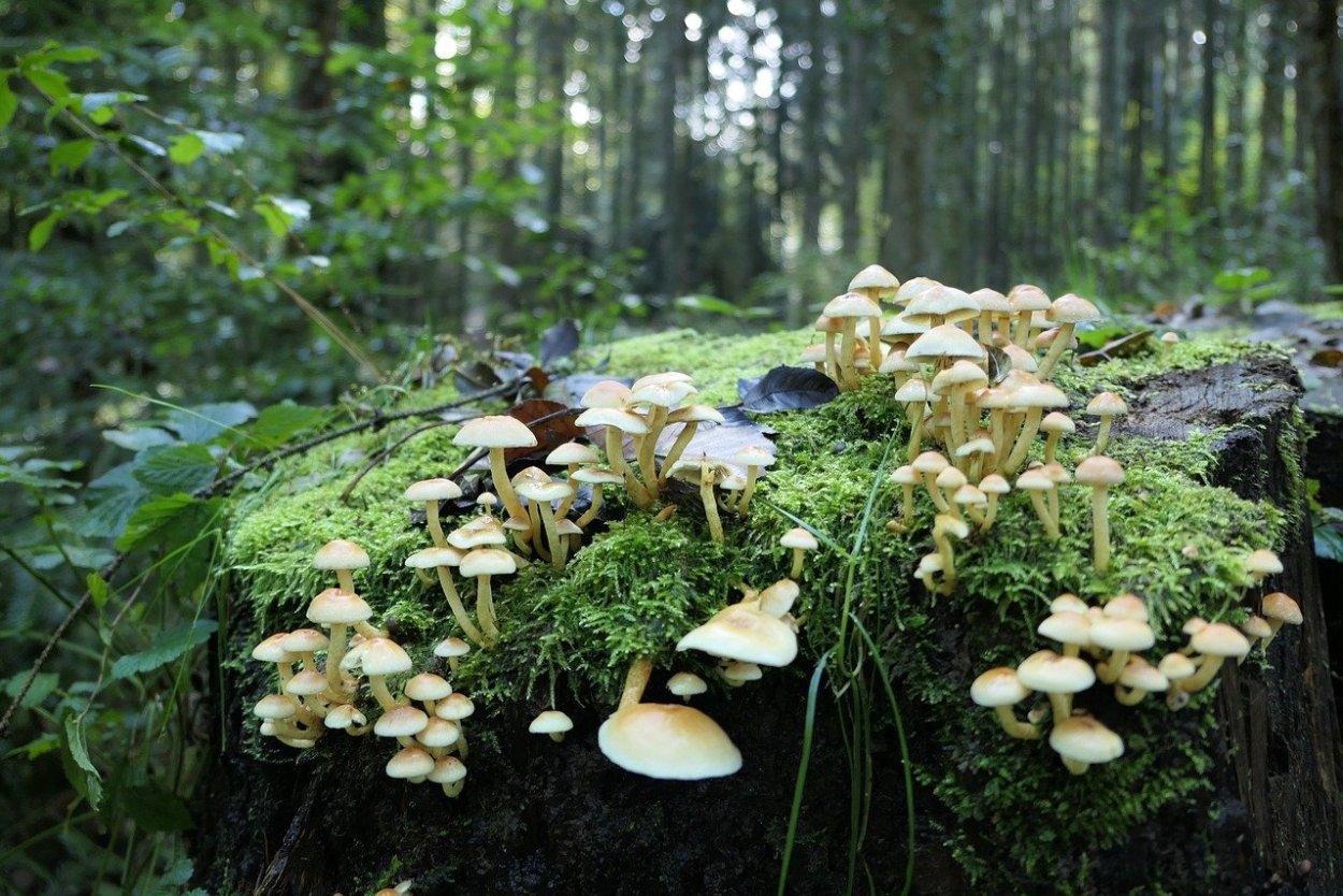 Мицена Mycena