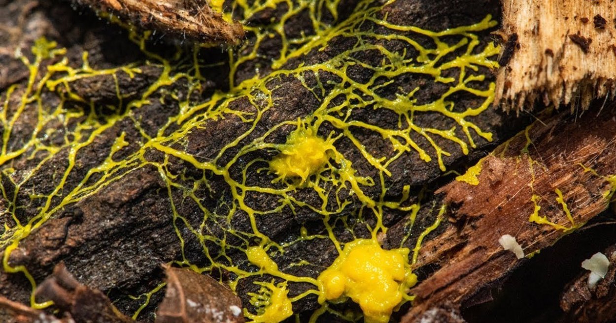 Миксомицеты определитель