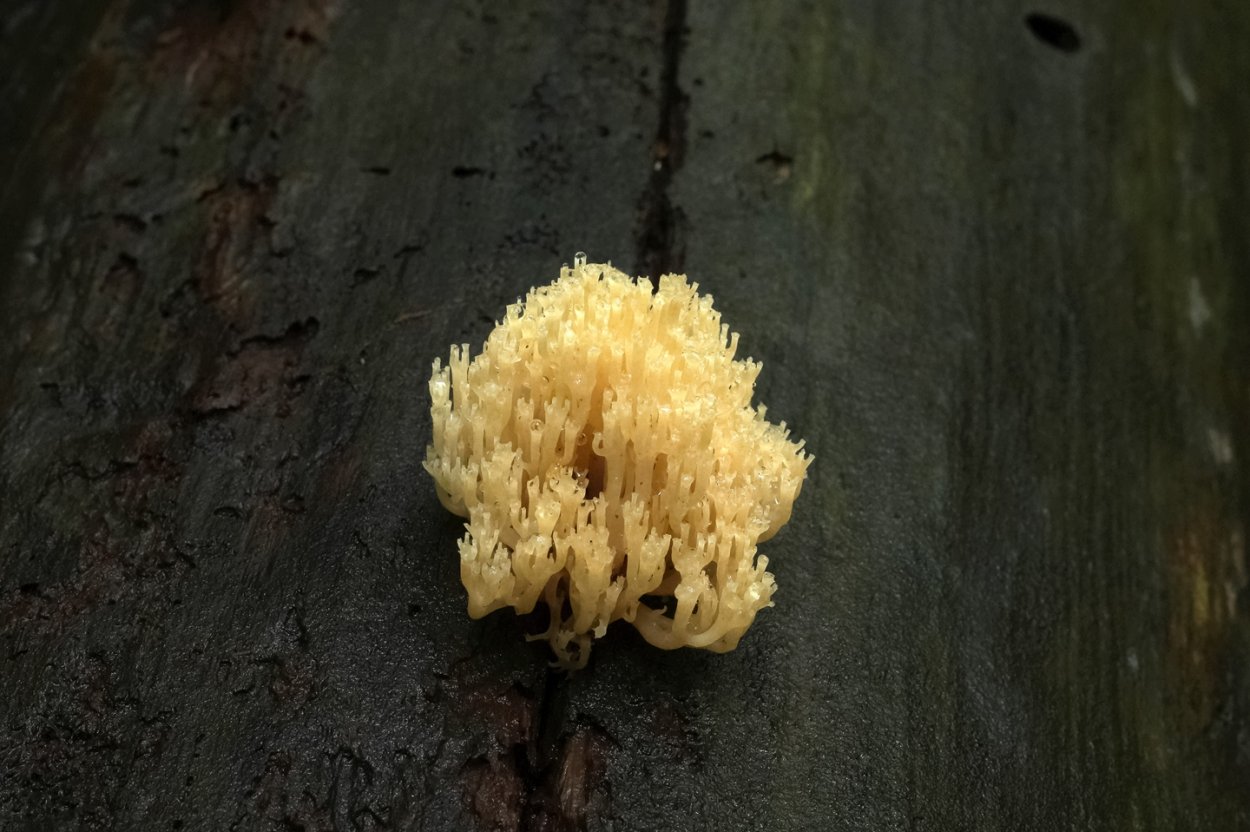 Грибы слизевики на деревьях