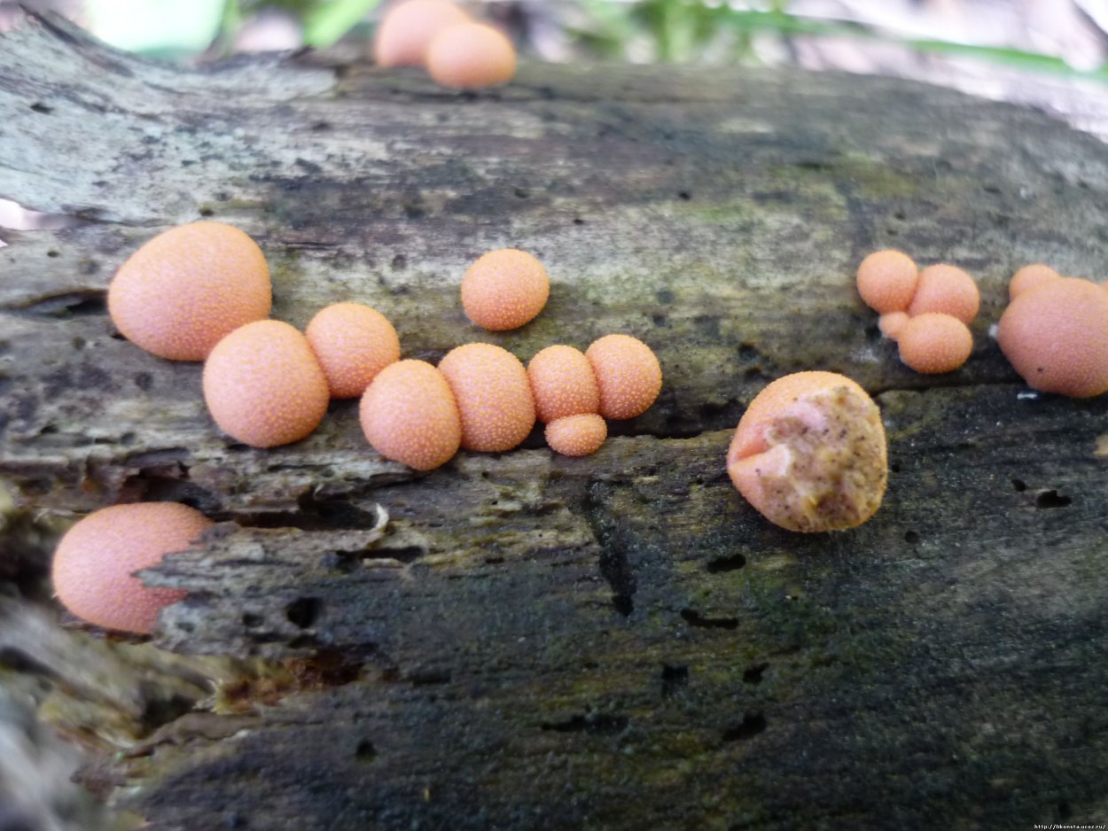 Гриб слизевик Ликогала