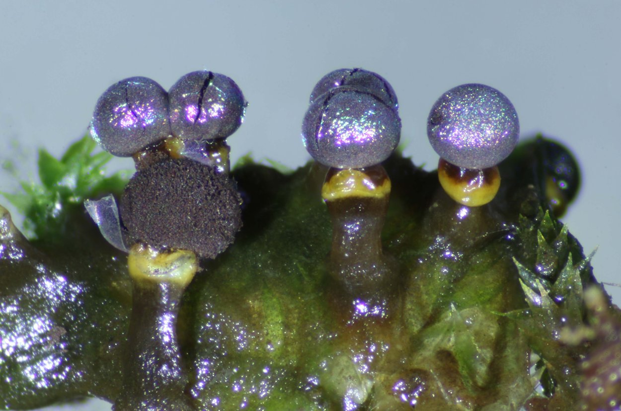 Слизевик Физарум