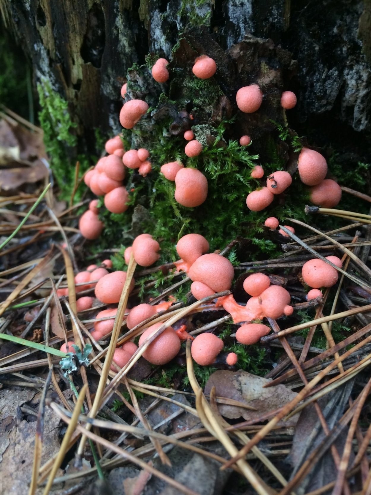 Грибы Elaeomyxa Cerifera