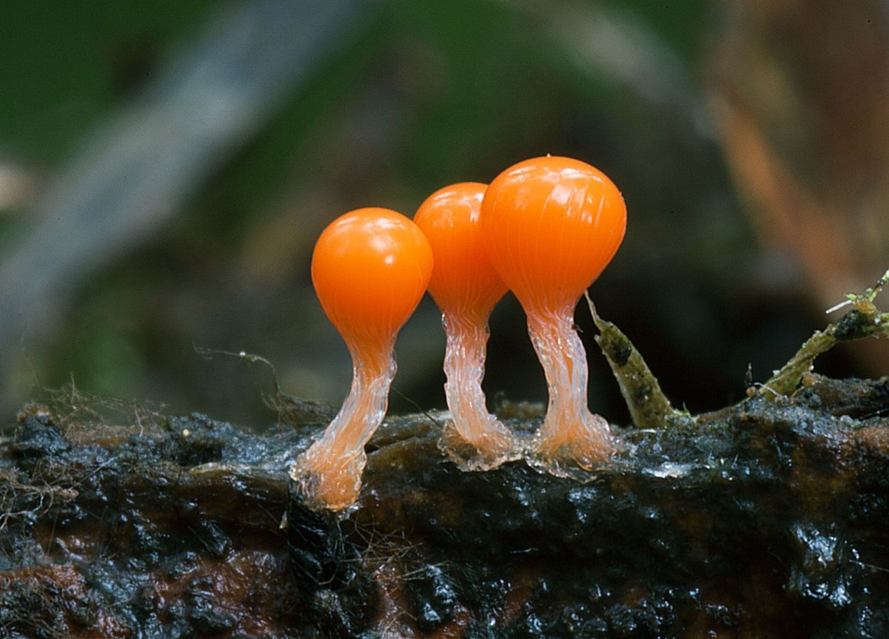 Hemitrichia calyculata