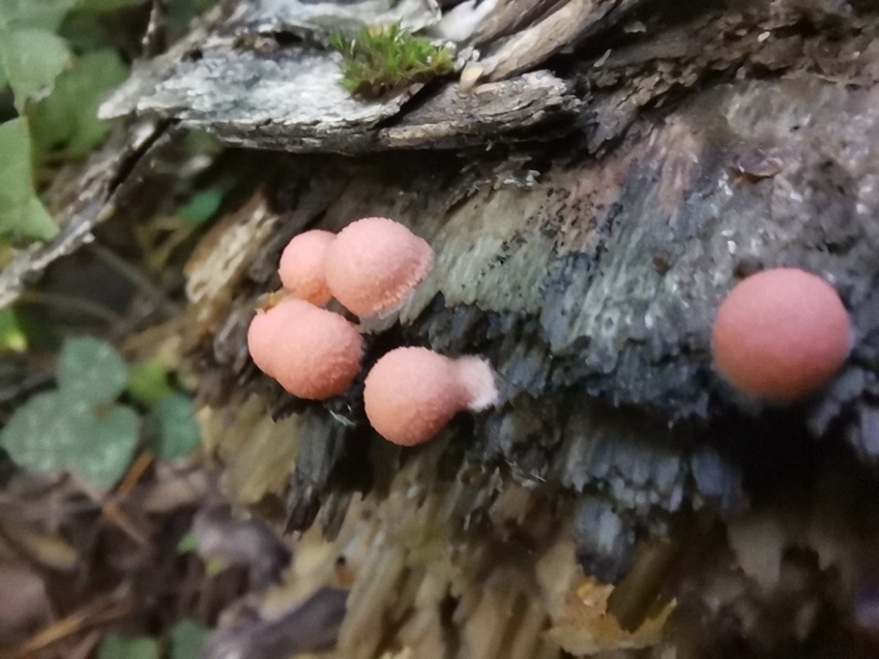 Ликогала древесинная (Волчье молоко)