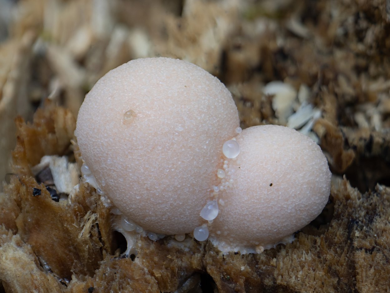 Плазмодий и псевдоплазмодий