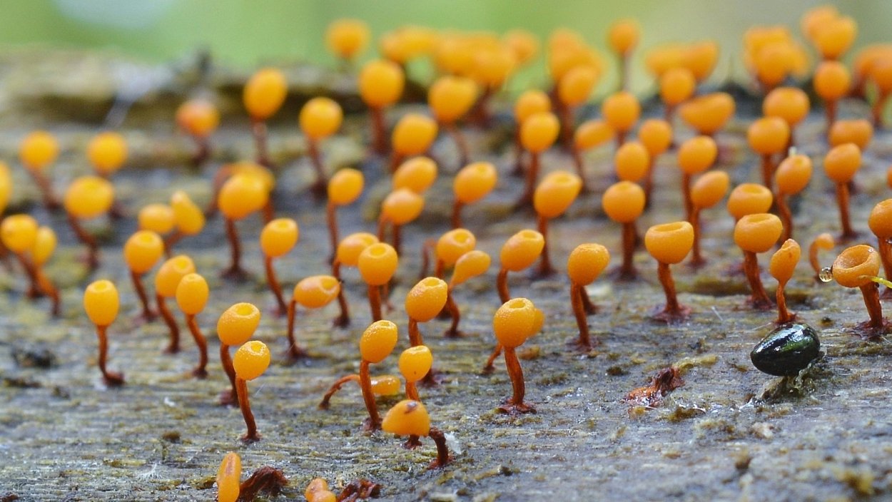 Слизевики Myxomycota