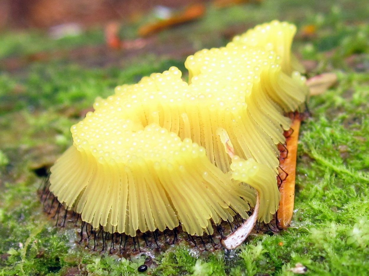 Гриб Physarum polycephalum