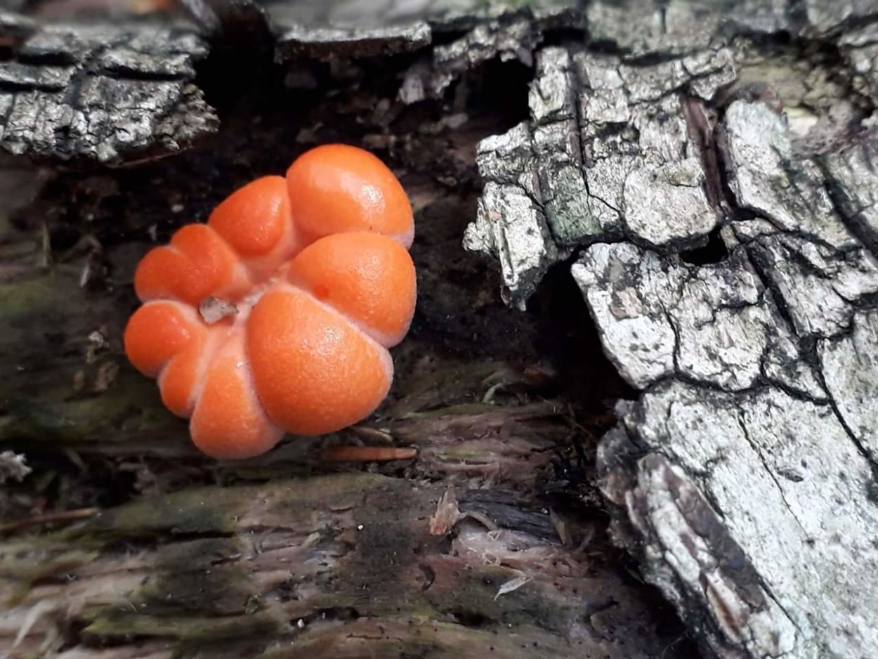 Lycogala flavofuscum