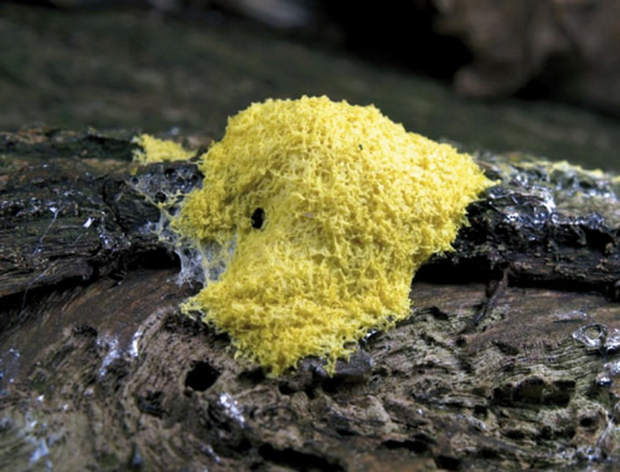 Слизевик Ликогала древесинная