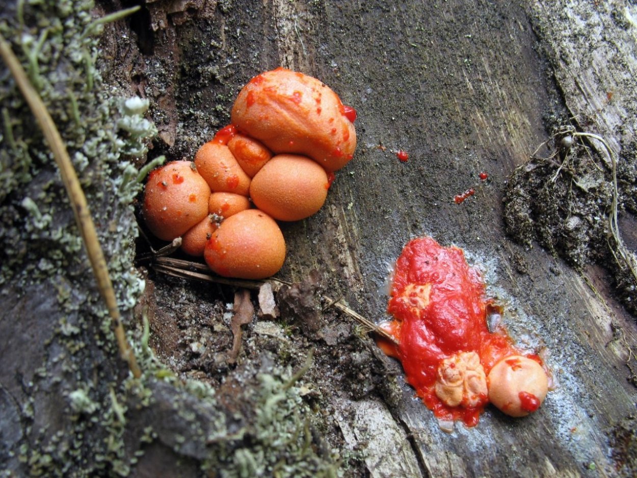 Грибы Elaeomyxa Cerifera