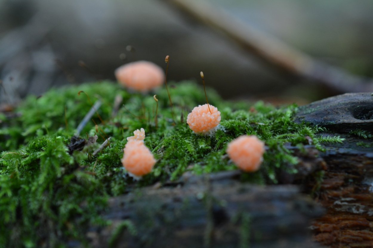 Тубифера ржавая Tubifera ferruginosa