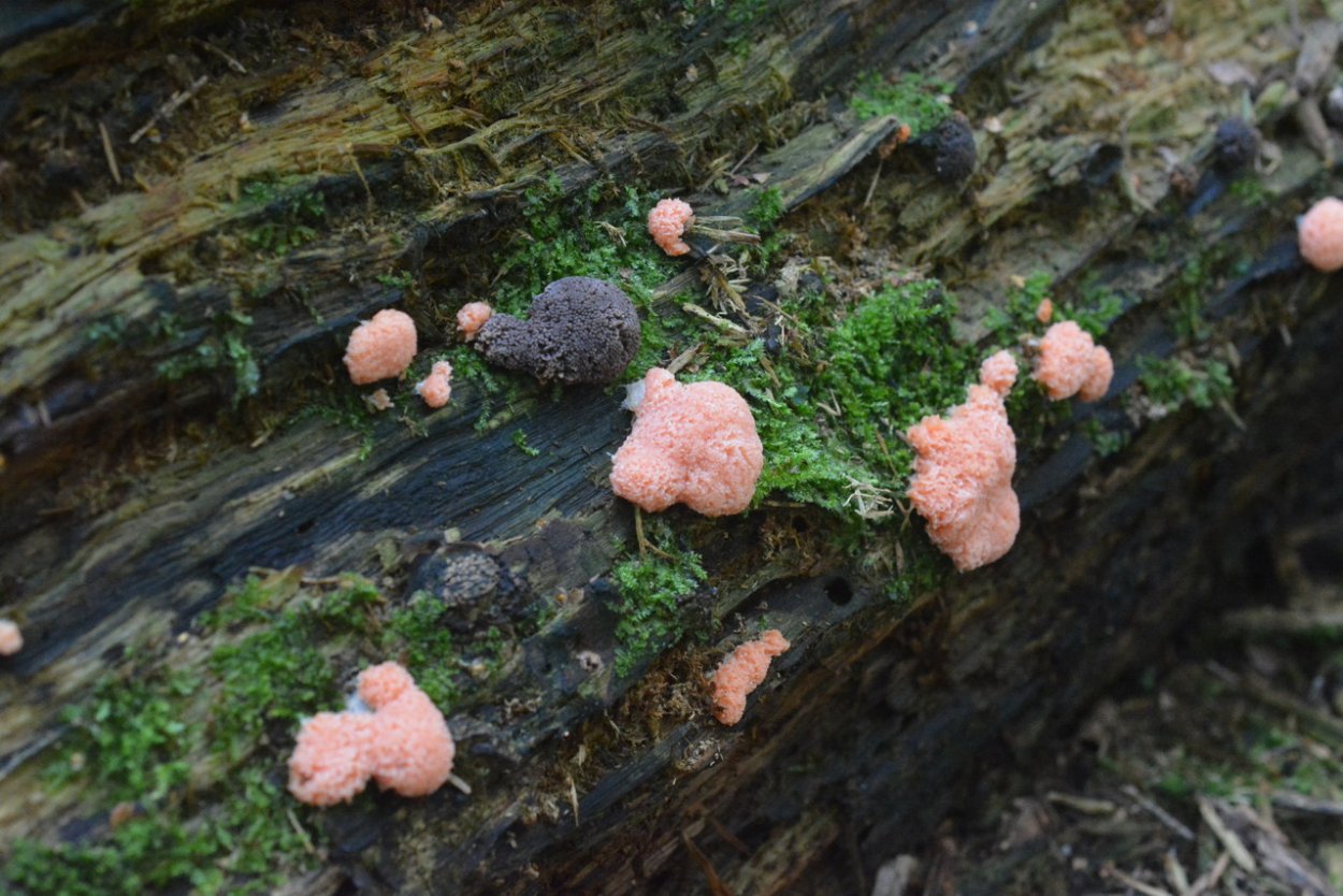 Акразиевые слизевики