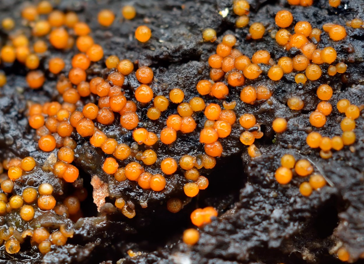 Физарум ПОЛИЦЕФАЛУМ слизевики