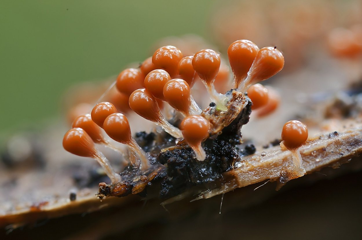 Слизевики Myxomycota