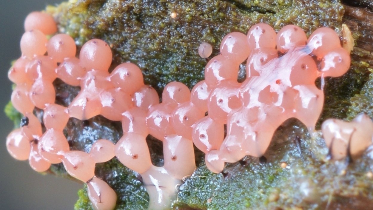 Слизевик плазмодий