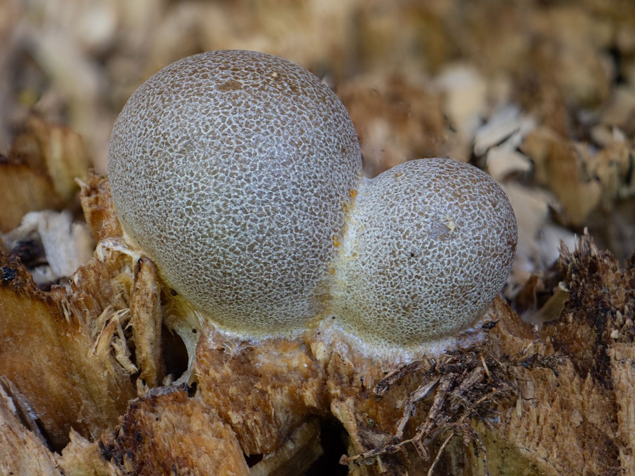 Миксомицеты (Инфратип)