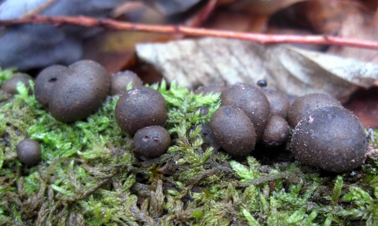 Диктиостелиевые слизевики