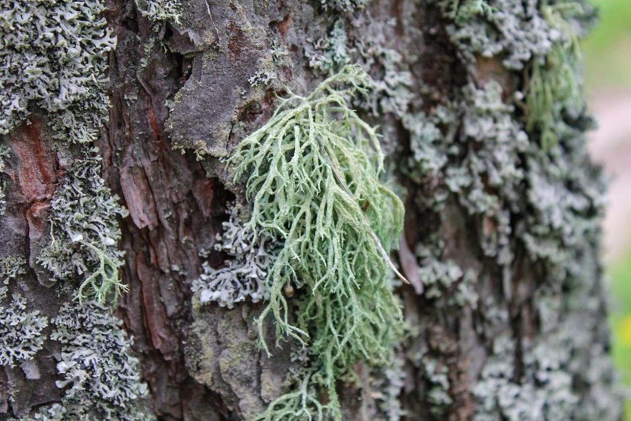 Mycoblastus лишайник