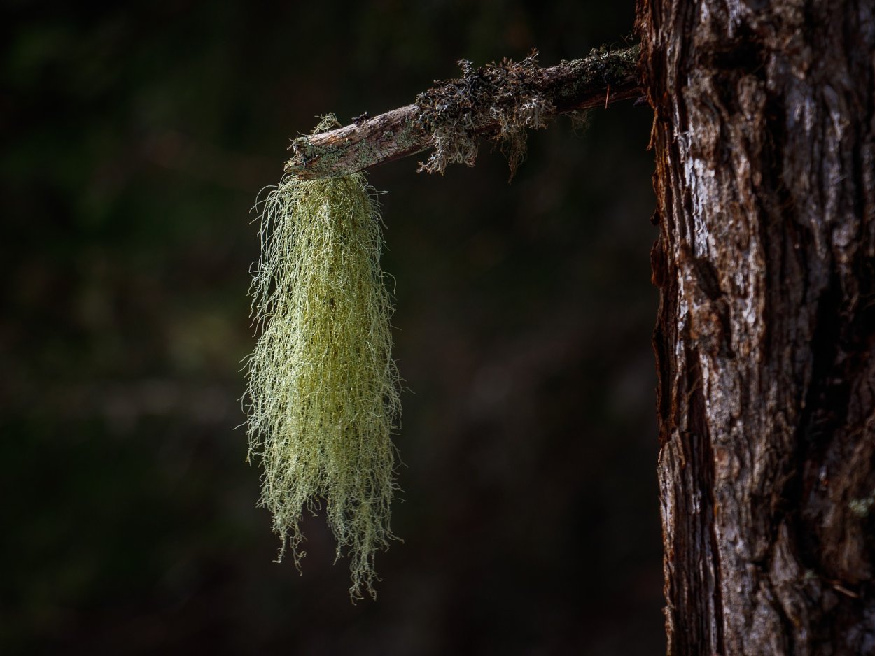 Usnea subfloridana