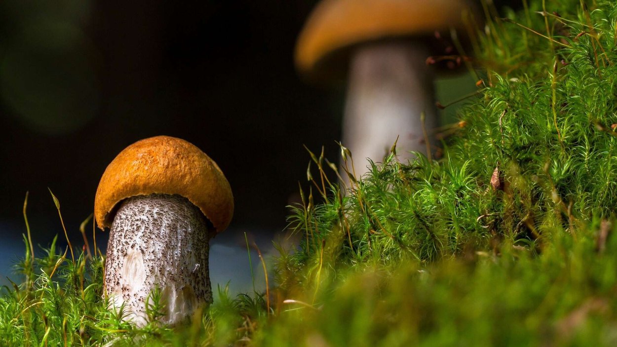 Гриб Birch Mushroom